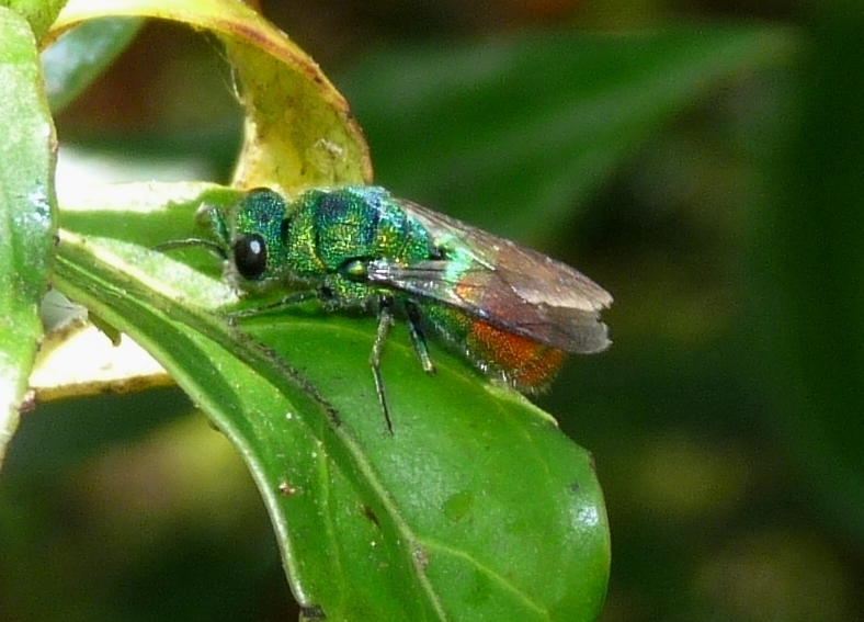 crisidi: colori stupendi in natura